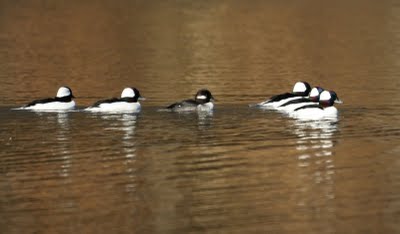 Bufflehead