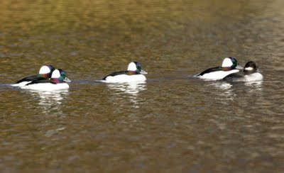 Bufflehead