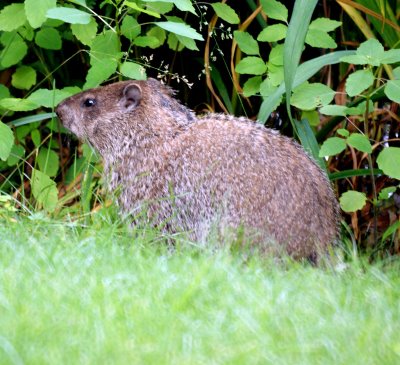 Groundhog