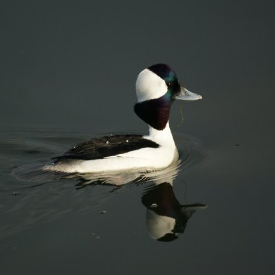 Bufflehead