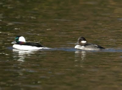 Bufflehead