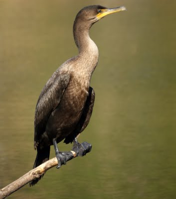 Cormornant 