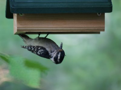 Downy Woodpecker