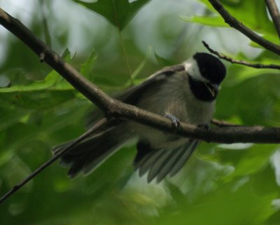 Chickadee 