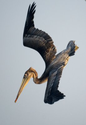 Pelican Diving