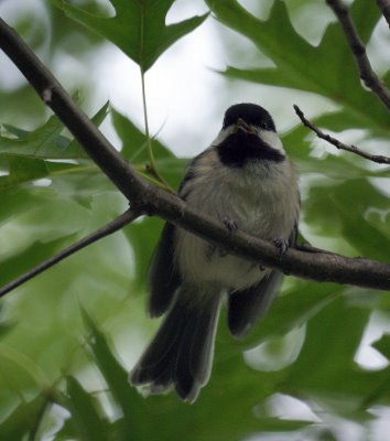 Chickadee 