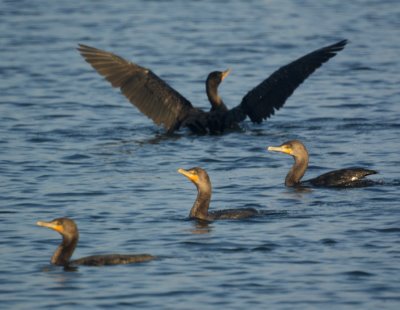 Cormorants 