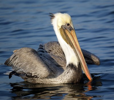 Brown Pelican