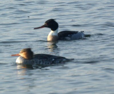 Mergansers