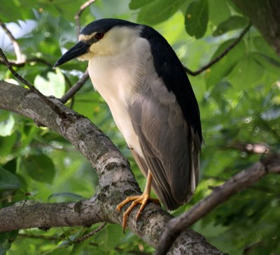 Black-crowned Night Heron