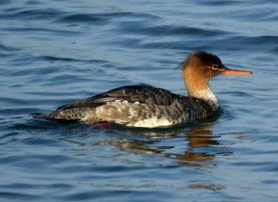 Red-breasted merganser