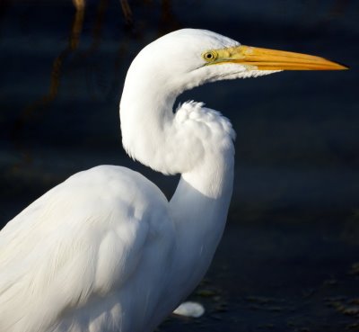 White Heron