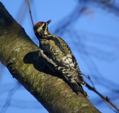 Yellow Bellied Sapsucker