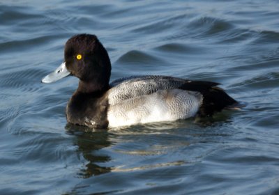 Male Scaup