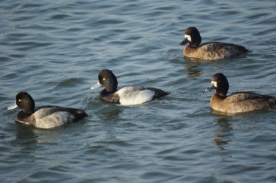 Scaups