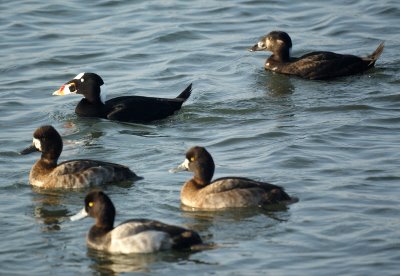 Fancy Ducks