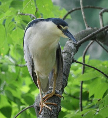 Black-crowned Night Heron