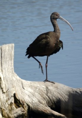 Glossy Ibis