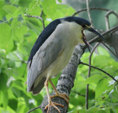 Black-crowned Night Heron