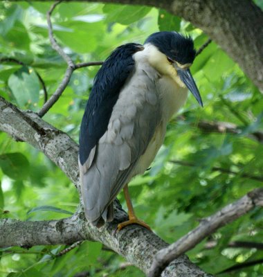 Night Heron