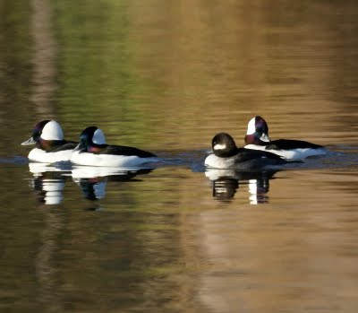 Bufflehead