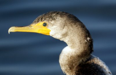 Cormorant