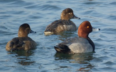 Redheaded Ducks