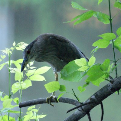 Black-crowned Night Heron