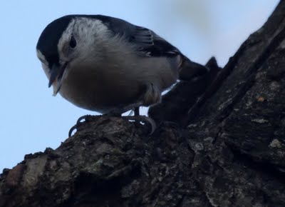 White-breasted Nuthatch