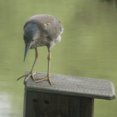 Black-crowned Night Heron