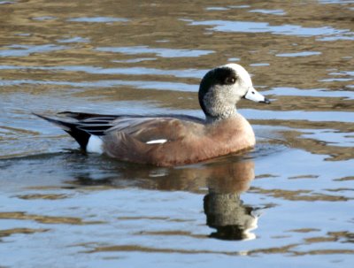 Widgeon