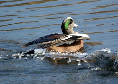 Male American Widgeon