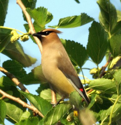 Cedar Waxwing