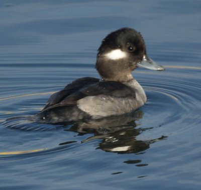 Female Bufflehead