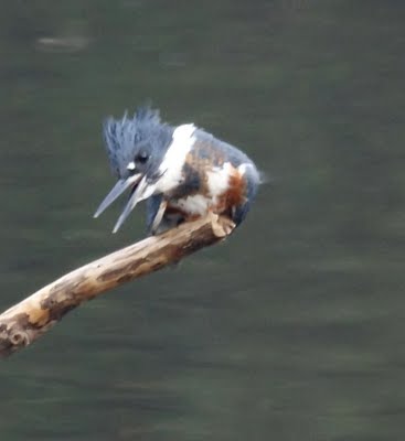 Kingfisher