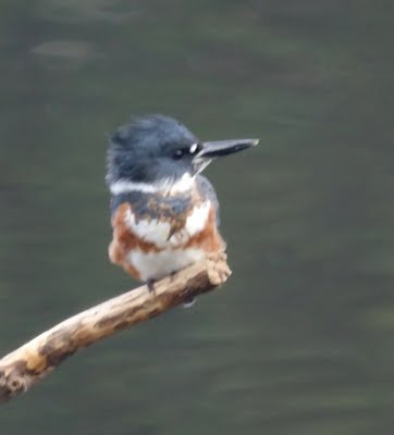 Kingfisher