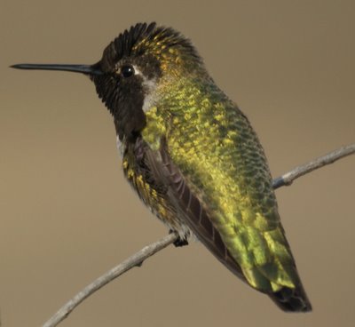 Hummingbird