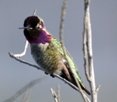 Annas hummingbird