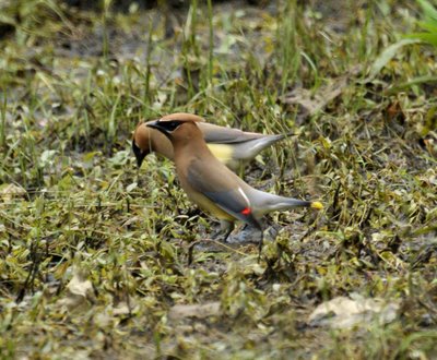 Cedar Waxwing