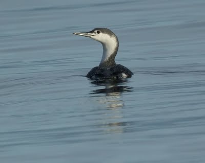 Western Grebe