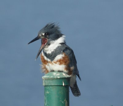 Kingfisher