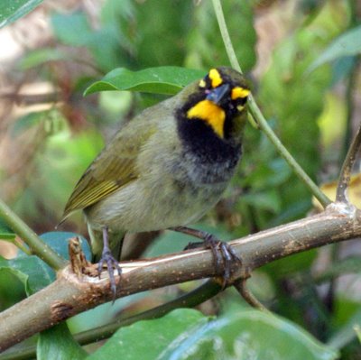 Yellow-faced Grassquit