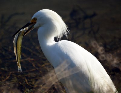 Egret Fishing