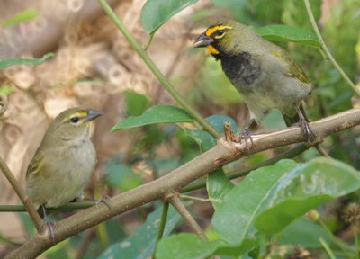 Yellow-faced Grassquit