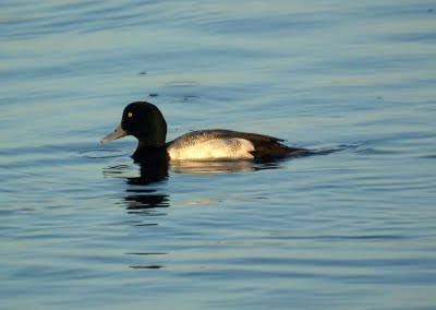 Lesser Scaup