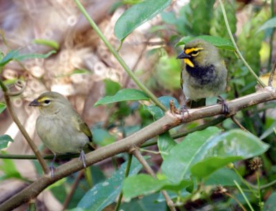 Yellow-faced Grassquit