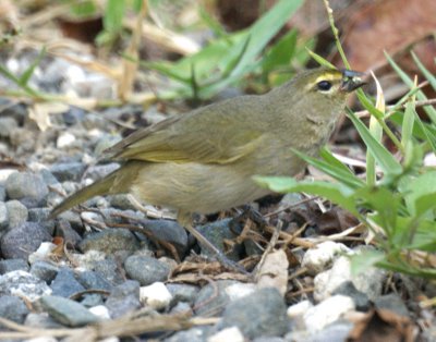 Yellow-faced Grassquit