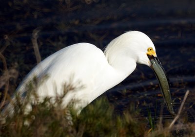 Egret Eating Fish