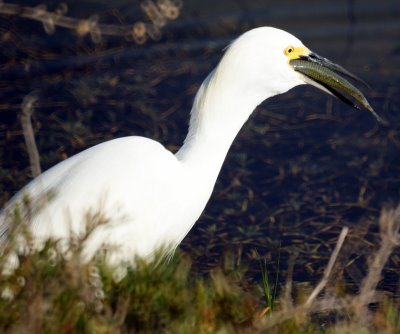 Snowy Egret