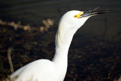 Egret